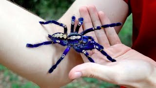 Handling the Blue Tarantula Poecilotheria metallica [upl. by Himelman]