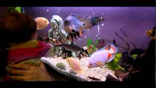 Daizeemai  Our Cichlid Tank [upl. by Etnahc]