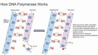 How DNA Polymerase Works [upl. by Clementi]