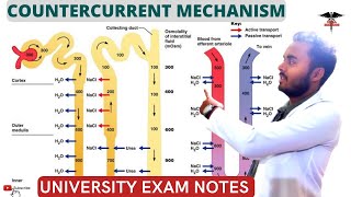 Countercurrent Mechanism  Countercurrent Multiplier  Countercurrent Exchanger Symstem [upl. by Asaret331]