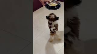 Akkad bakkad bambe bo song 🐶shihtzupuppie cute ytshorts ❤️ [upl. by Eromle]