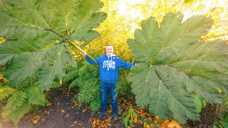 Winter Care for Gunnera Manicata  Cryptica Plants [upl. by Naiviv]