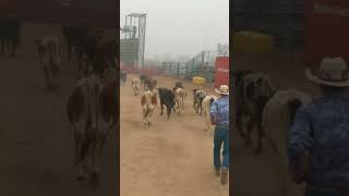 Lead the way cow cattle rodeo horse tollesonmack [upl. by Anilocin892]