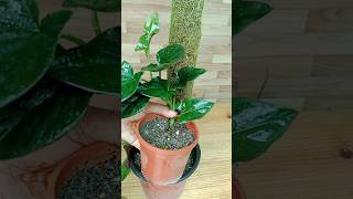 How to grow Syngonium Erythrophyllum Black from cuttings shorts plants pothos syngonium grow [upl. by Eskil]