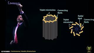 Centriole  11TH BIOLOGY  CHP 4  LECTURE 17 [upl. by Rehoptsirhc397]