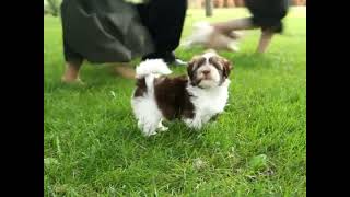 Havanese Puppies For Sale [upl. by Coco]