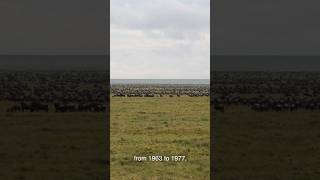 Wildebeest numbers in the Serengeti wildlife conservation animals serengeti wildebeest [upl. by Vez]