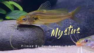 গুলশা টেংরা Day’s mystus Mystus bleekeri [upl. by Ngo]