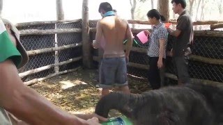 wild baby elephant getting an enema [upl. by Enovi]