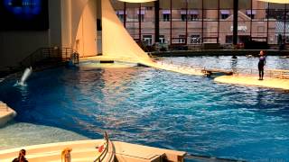 Baltimore Aquarium Dolphin Show Part 2 of 2 [upl. by Relyuhcs]