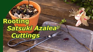 Propagating Satsuki azalea bonsai 2 year timelaspe of Rhododendron indicum [upl. by Malilliw315]