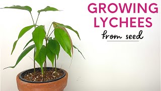 Growing Lychee Trees From FruitsSeeds [upl. by Sapienza]