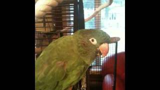 Blue Crowned conure  laughing like a baby  incredible [upl. by Ailgna]