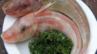 How To Skin And Fillet A Red GurnardSea Robin [upl. by Billen]