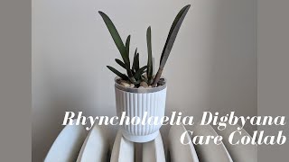 Rhyncholaelia Brassavola Digbyana Semi Hydroponic Care amp Culture Carecollab [upl. by Arjun357]