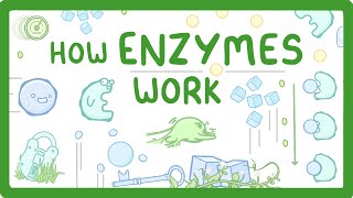 GCSE Biology  What are Enzymes [upl. by Meijer]