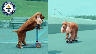 Coda the skateboarding dog [upl. by Annais]