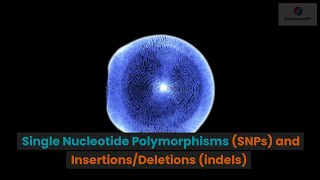 Single Nucleotide Polymorphisms SNPs and InsertionsDeletions indels [upl. by Dilaw]