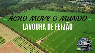 AGRO  LAVOURA FEIJÃO 🫘 feijão agro roça fazenda [upl. by Ahsias546]