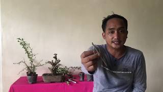 Fukien Tea Bonsai How to Propagate [upl. by Nixon]