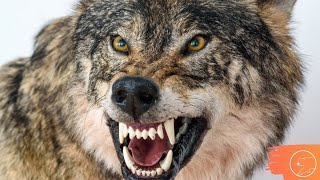 4 FATOS CURIOSOS SOBRE OS LOBOS  Canibalismo e Domesticação [upl. by Conall]