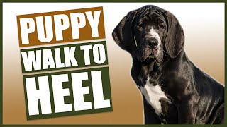 GREAT DANE PUPPY TRAINING How To Train Your Great Dane To Walk To Heel [upl. by Onaireves]