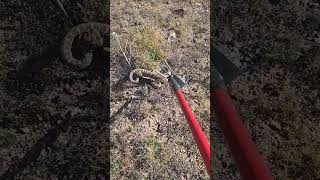 Huge Tail Buttons on Western Diamondback Rattlesnake [upl. by Forrer212]