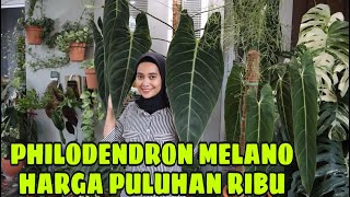 PHILODENDRON MELANOCHRYSUM DULU HARGANYA PULUHAN RIBU  EP 20 [upl. by Nicram]