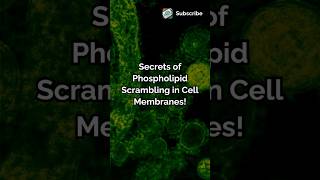 Secrets of Phospholipid Scrambling in Cell Membranes biology ytshorts sciencenews collection [upl. by Gardia]