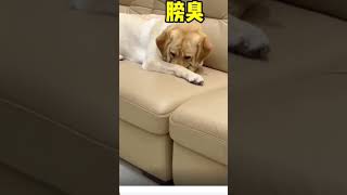 funny labrador videolabrador funnyshorts [upl. by Debee]