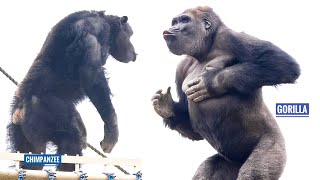 Gorilla Shows Off His Strength To Chimpanzees  The Shabani Group [upl. by Udela780]