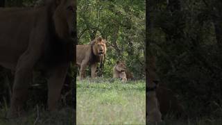 Pareja de leones Mohawk Avoca y leona de Kruger shorts lions leão bigcats wildlife [upl. by Hanahsuar]