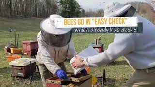 What State Bee Inspectors Look at in a Bee Yard [upl. by Jocelin]