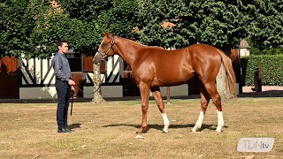 Full Brother to Sottsass on Sale at Arqana [upl. by Dyane]