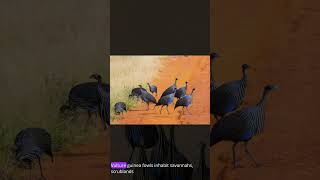 African Vulture Guinea Fowl [upl. by Tsyhtema610]