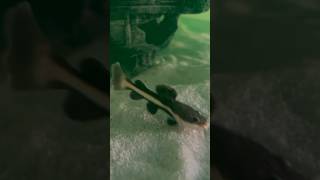 Redtail catfish🐠 redtailcatfish catfish fish aquarium fishtank aquariumpets youtube shorts [upl. by Eboh]