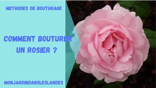 Comment bouturer un rosier   Monjardindansleslandes [upl. by Lerual]