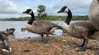 Geese Meet Ducks For WILD Bird Food Buffet 🪿🦆 [upl. by Naillil]