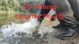 잉어 플라이 낚시 Fly Fishing  Carp On The Dry Fly [upl. by Mariandi]