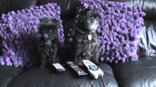 Funny Monkey Dog Outtakes from two gifted amp talented Affenpinschers [upl. by Durkin974]