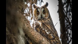 The Five Owls of Britain [upl. by Noned713]