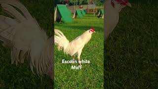 Gcgf game farm white muffshortvideo chickenfarm shortviral roosters [upl. by Airlee]