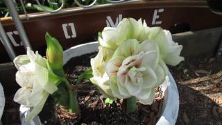 Amaryllis Hippeastrum Nymph and Aphrodite [upl. by Salomone]