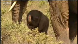 One day old baby elephant  BBC Animals [upl. by Devi589]