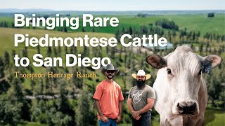 Bringing Rare Piedmontese Cattle to San Diego [upl. by Eiclehc997]