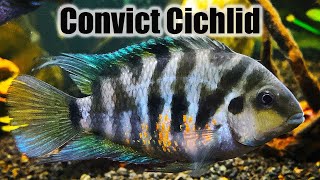 Convict Cichlid  Care Guide amp Species Profile [upl. by Liatrice482]