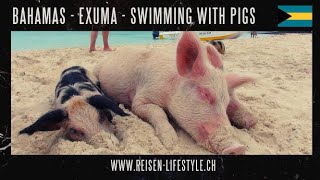 Bahamas  Exuma Swimming with Pigs  reiisenlifestylech [upl. by Ecal548]