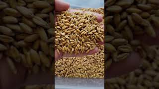 All About Spelt  A Wonderful Ancient Grain [upl. by Giarg]