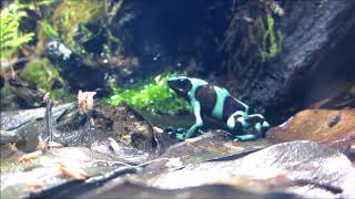 Dendrobates auratus 11618 [upl. by Neyut]