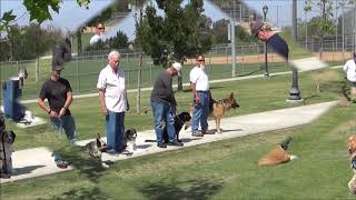 SERVICE DOG TRAINING  SOCIALIZATION [upl. by Ardme]